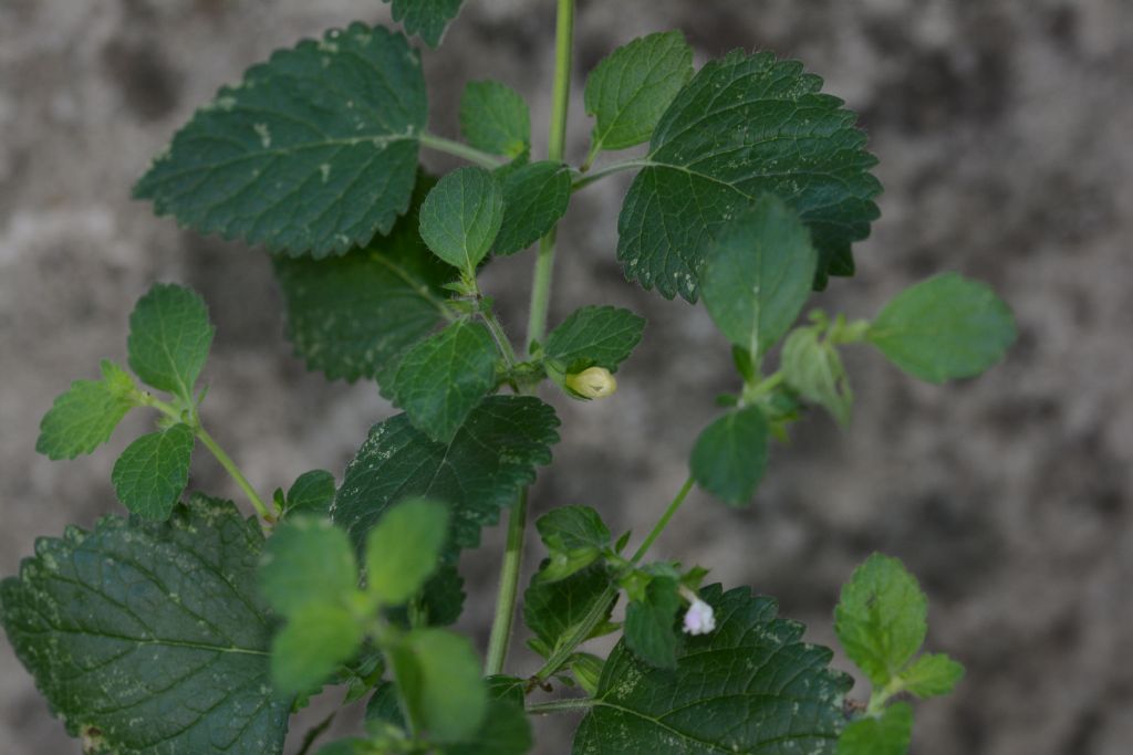 Lamiaceae: Melissa officinalis